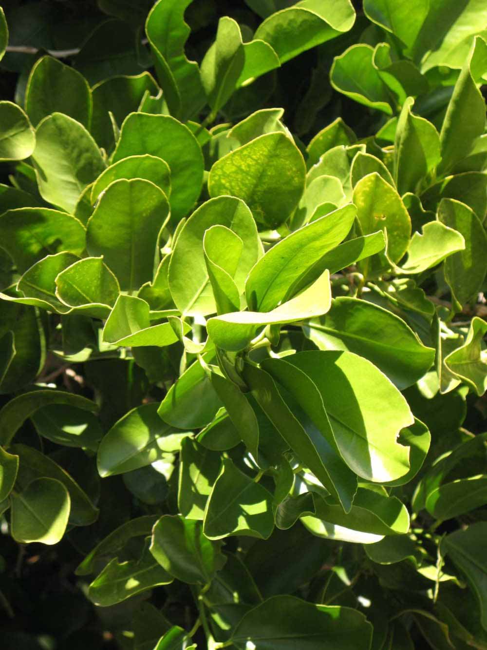            Sun leaves (Winter Haven, FL)   